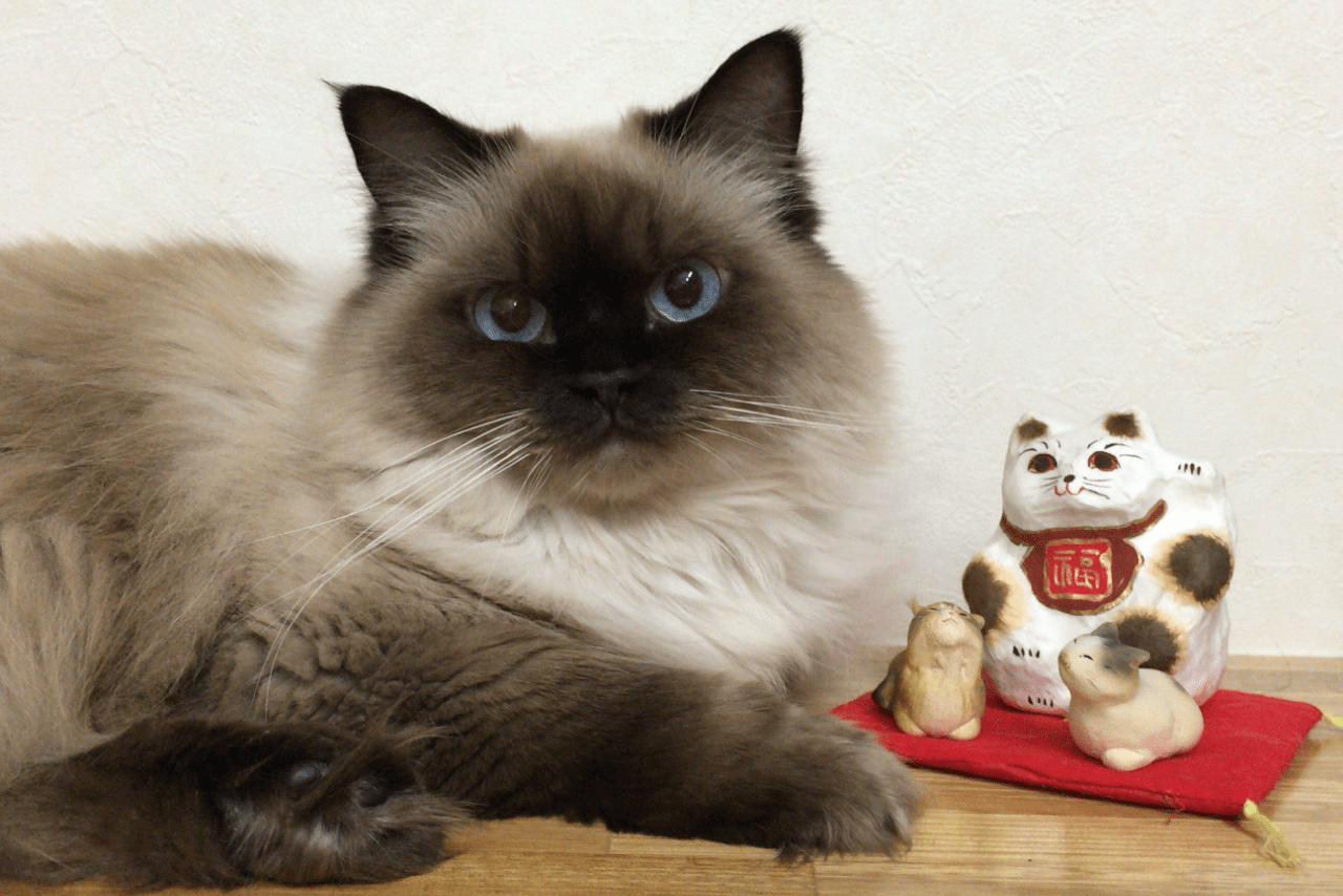 2018年8月放送のNHK『ネコメンタリー 猫も、杓子も。』に登場したヒマラヤンのメルちゃんとチンチラゴールデンのピノちゃん。メルちゃんは一昨年、虹の橋を渡った