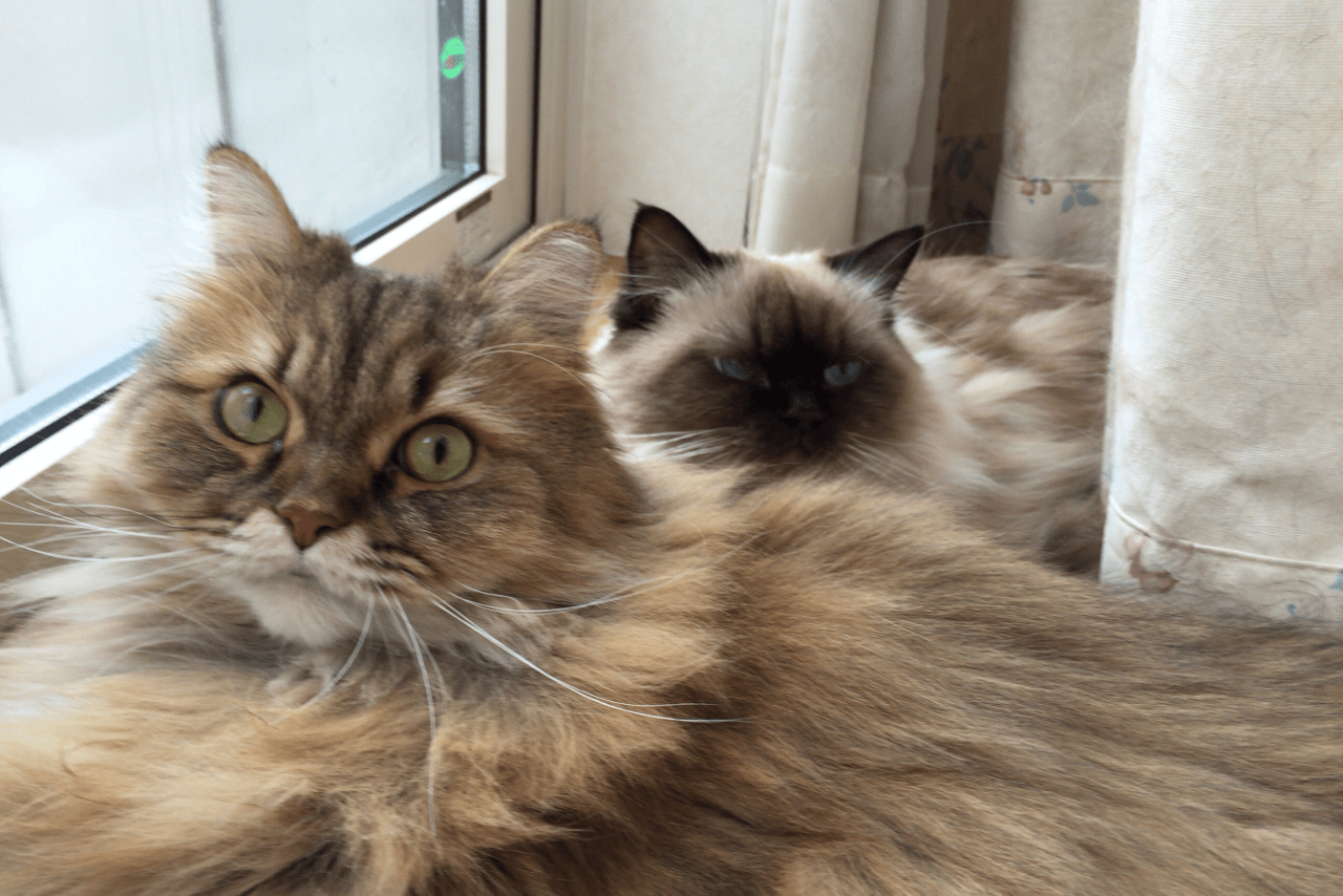 2018年8月放送のNHK『ネコメンタリー 猫も、杓子も。』に登場したヒマラヤンのメルちゃんとチンチラゴールデンのピノちゃん。メルちゃんは一昨年、虹の橋を渡った