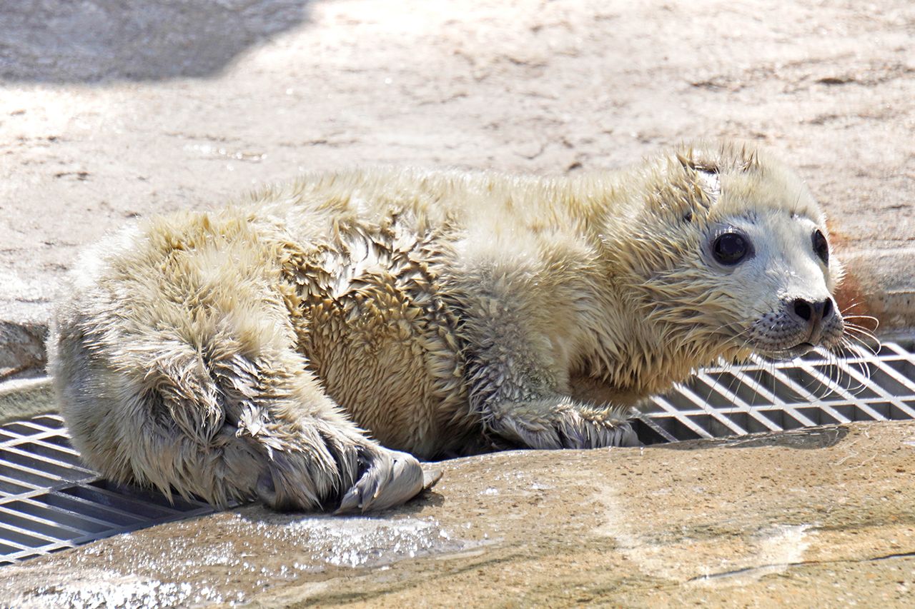 ゴマフアザラシの赤ちゃん　写真提供／マリンワールド海の中道