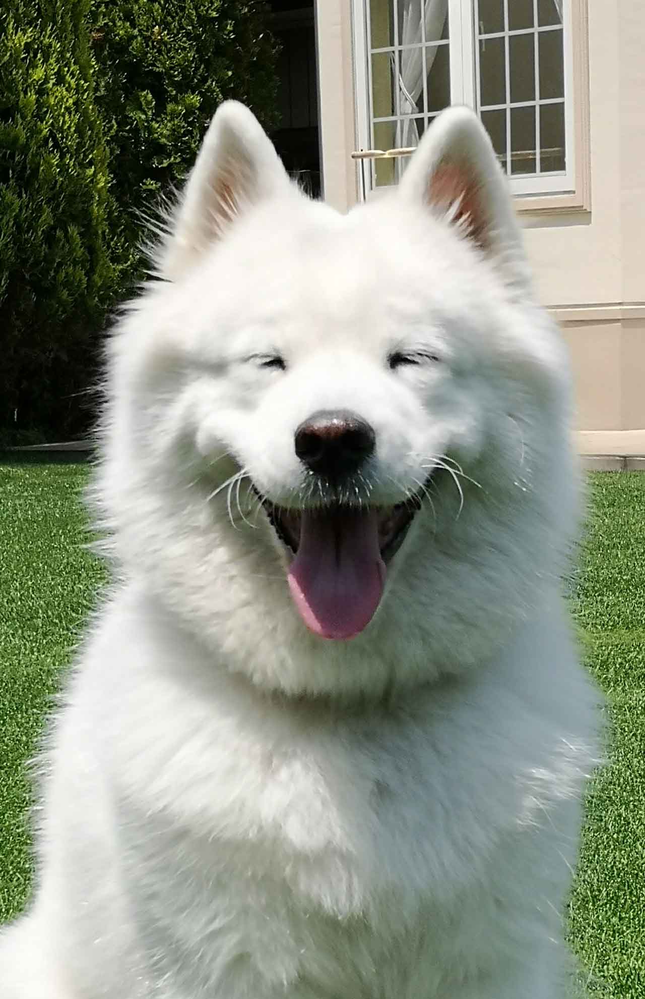 『インハンド』（TBS系）でおなじみのサモン