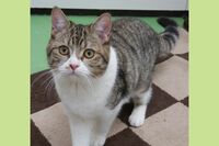 音楽番組にも出演する女優猫「にぼし」、収録中のしおらしさの秘密とは