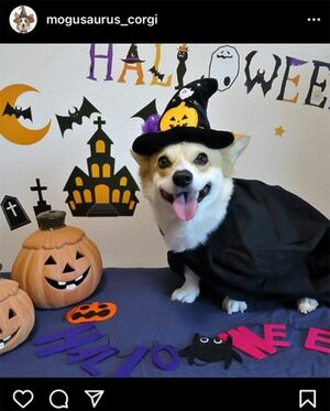 ハロウィンコスプレをするぷち（♂）