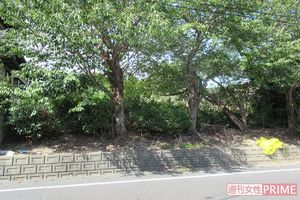 死体遺棄現場の茶畑は草木で鬱蒼としている