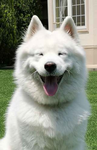 『インハンド』（TBS系）でおなじみのサモン