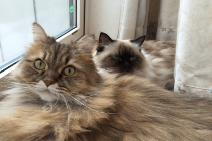 2018年8月放送のNHK『ネコメンタリー猫も、杓子も。』に登場したヒマラヤンのメルちゃんとチンチラゴールデンのピノちゃん。メルちゃんは一昨年、虹の橋を渡った