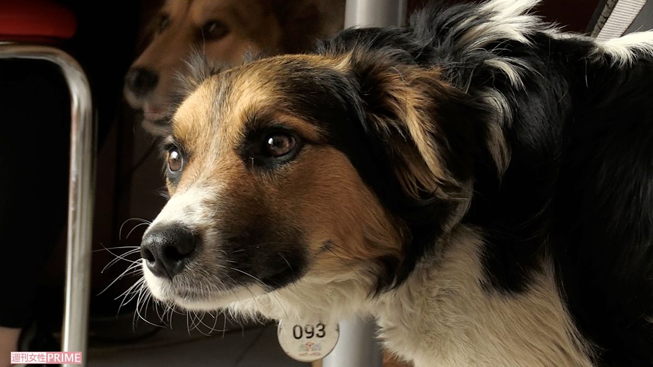 山田あかね監督が製作した『犬と戦争　ウクライナで私が見たこと』