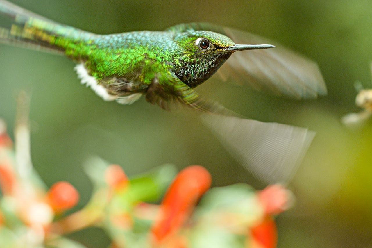 ラケットハチドリ◆エネルギー消費量が半端なく、常にと言っていいほど花の蜜を吸っていないといけない。ライバルはミツバチだが、雨が味方に……？