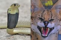 アミメニシキヘビだけじゃない！ 逃げたらヤバい超危険生物と、野生動物飼育ブームの闇