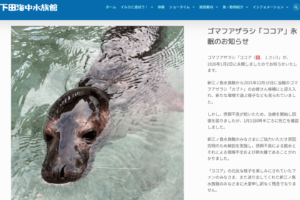 1月3日に下田水中水族館のHPにて「ココア」の死亡が報告された