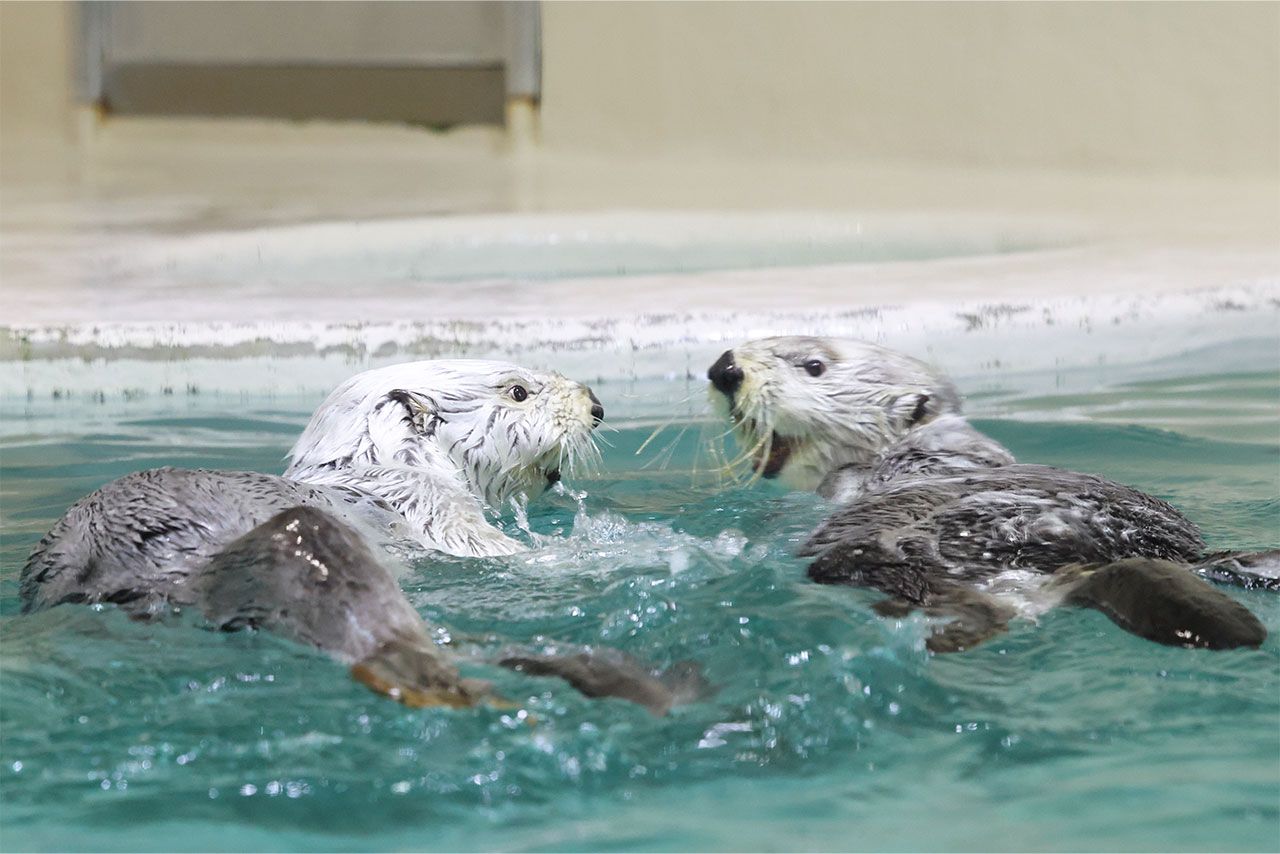 8月1日、愛子さまが訪問された鳥羽水族館のラッコ