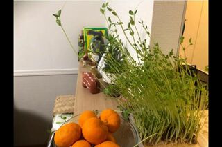 白鳥さんが自家栽培している豆苗。驚くべき成長ぶりに、白鳥さんも思わず「うわ！」と声をあげて驚いたそう