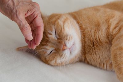 飼い主の死後もペットの世話をする信託制度、新しい里親に“高齢夫婦”を選ぶワケ