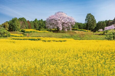 馬場の山桜［佐賀県］