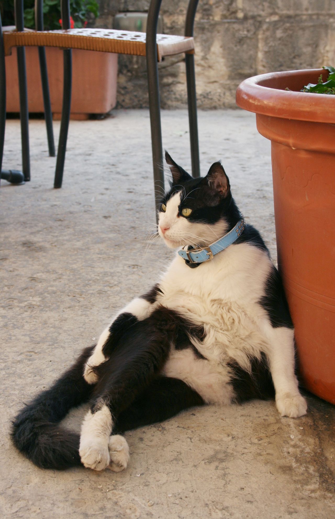 港が見下ろせるヴァレッタのカフェで飼われていた猫。“あぐらポーズ”で人間の仲間入り!?　写真／白石あづさ