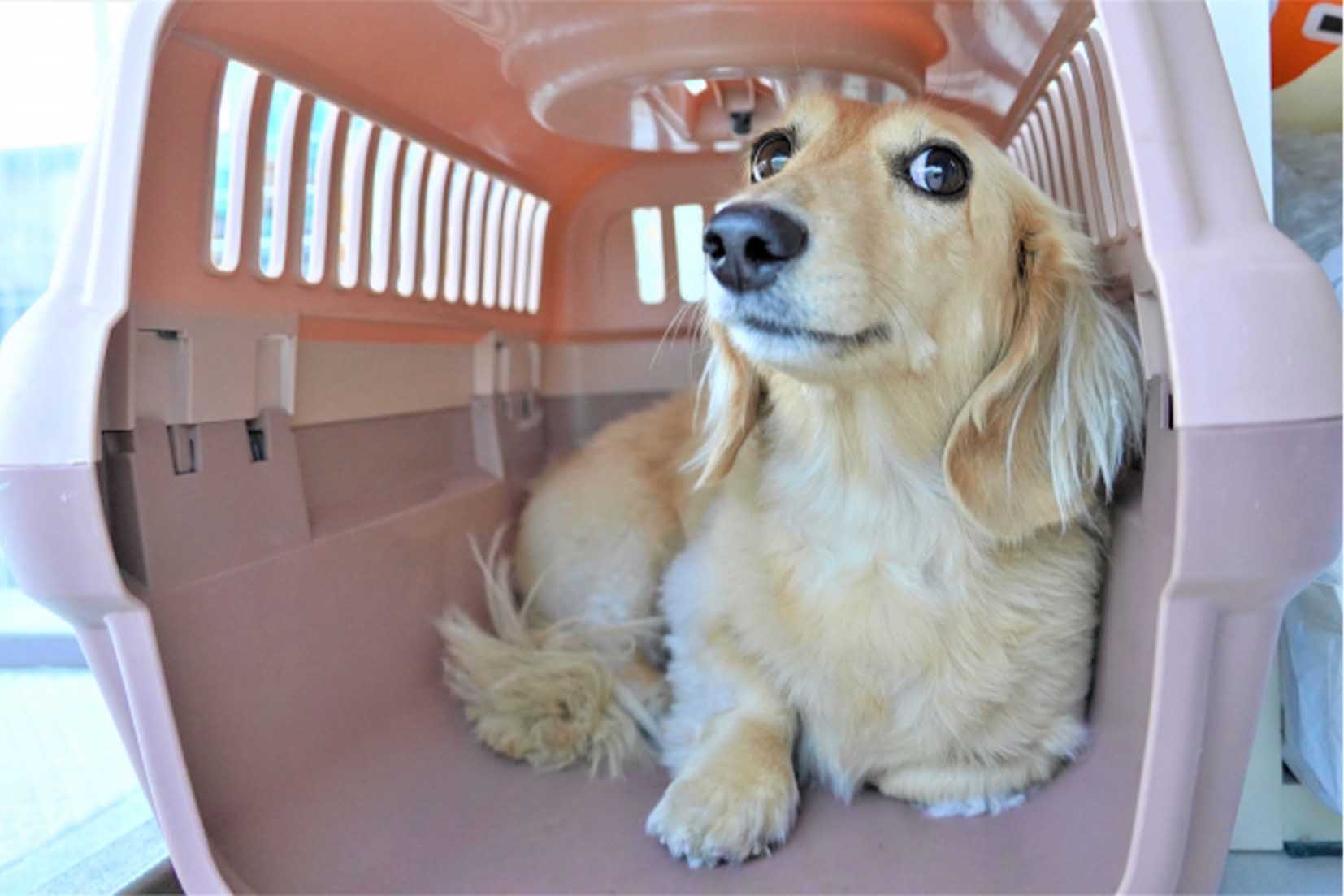 ペット同伴で搭乗できても、緊急時には連れ出せないのが現状（写真はイメージ）