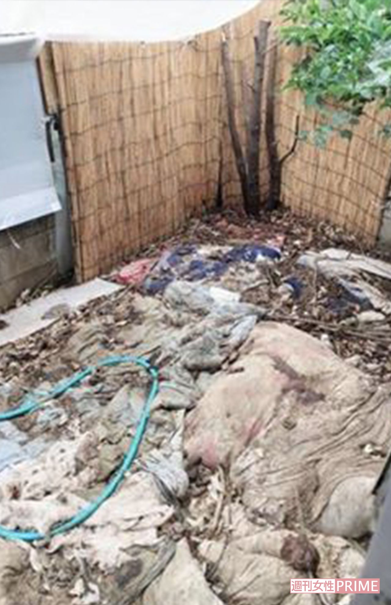 県が調査に入る前の保護施設内。糞は上に布団を被せて隠し、そこにまた排せつが重なり、ミルフィーユ状になって悪臭を放っていた（Ｅｖａ提供）