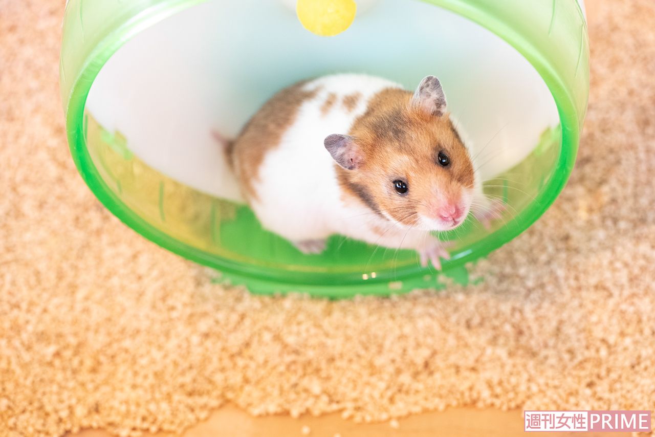 ハムスター