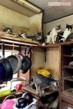 早川さん(仮名)宅のキッチン。棚の上には複数の猫、床にはエサがばらまかれていた