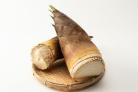 【知って楽しい雑学】春の味覚・タケノコ「1日で1メートル」成長スピードは本当？　選ぶポイントは“皮の色…