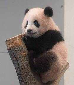 一般公開直後のシャンシャン。木登りしたりと活発な性格のよう　写真提供／毎日パンダ