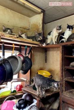 早川さん（仮名）宅のキッチン。棚の上には複数の猫、床にはエサがばらまかれていた