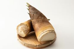 【知って楽しい雑学】春の味覚・タケノコ「1日で1メートル」成長スピードは本当？　選ぶポイントは“皮の色”