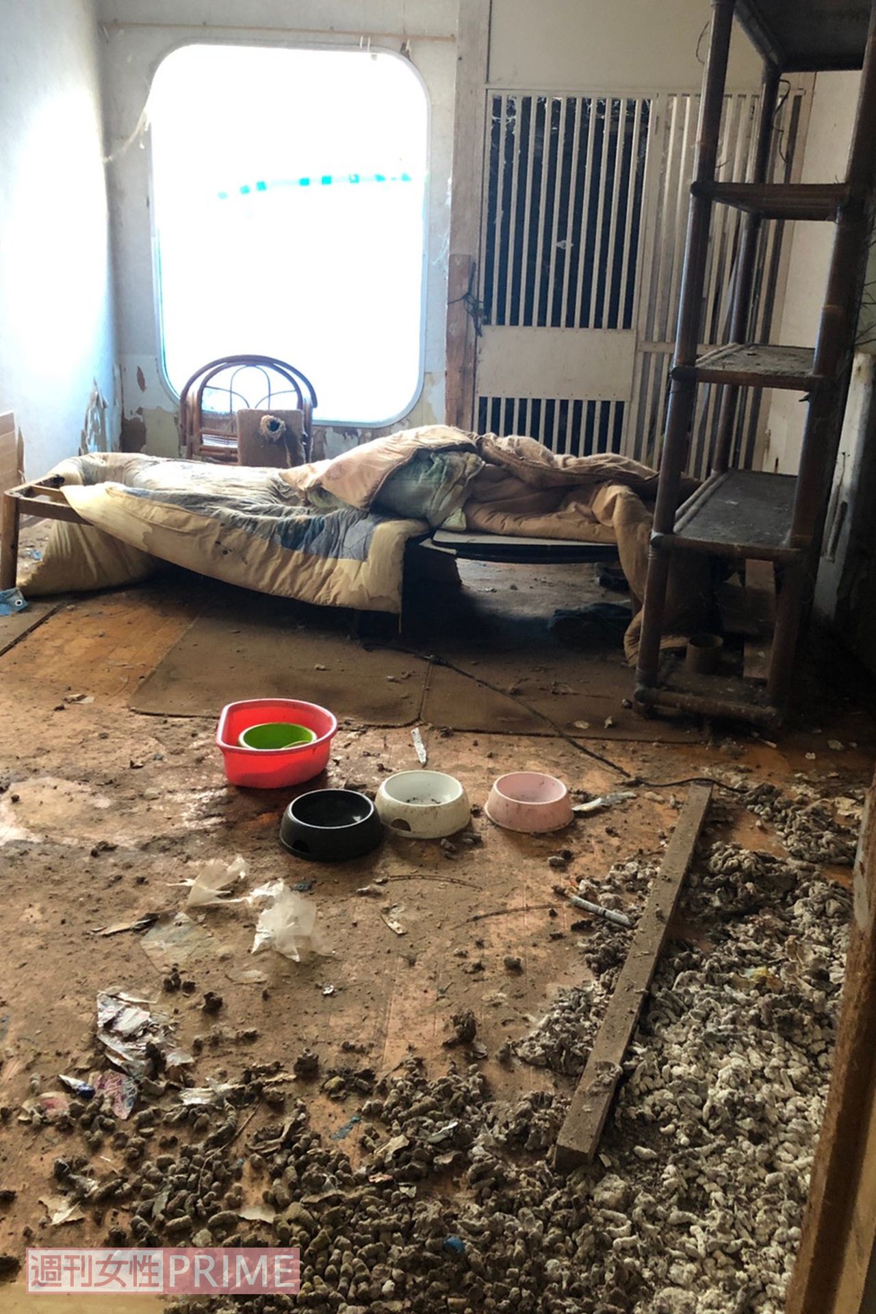 空き家とは別の建物の一角。ここでも猫が死んでいた