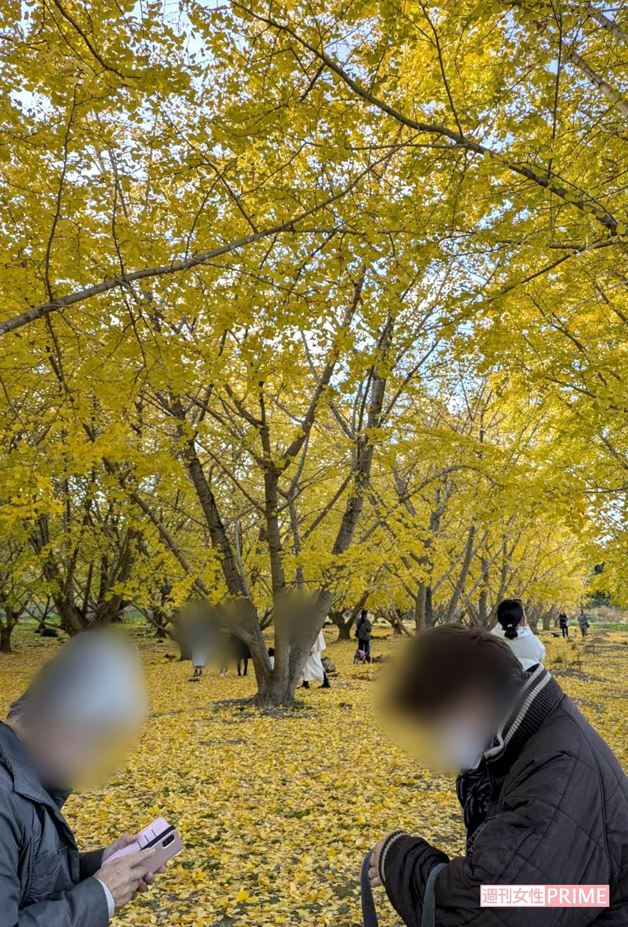 静岡県菊川市にある『平尾イチョウ並木』　写真／編集部