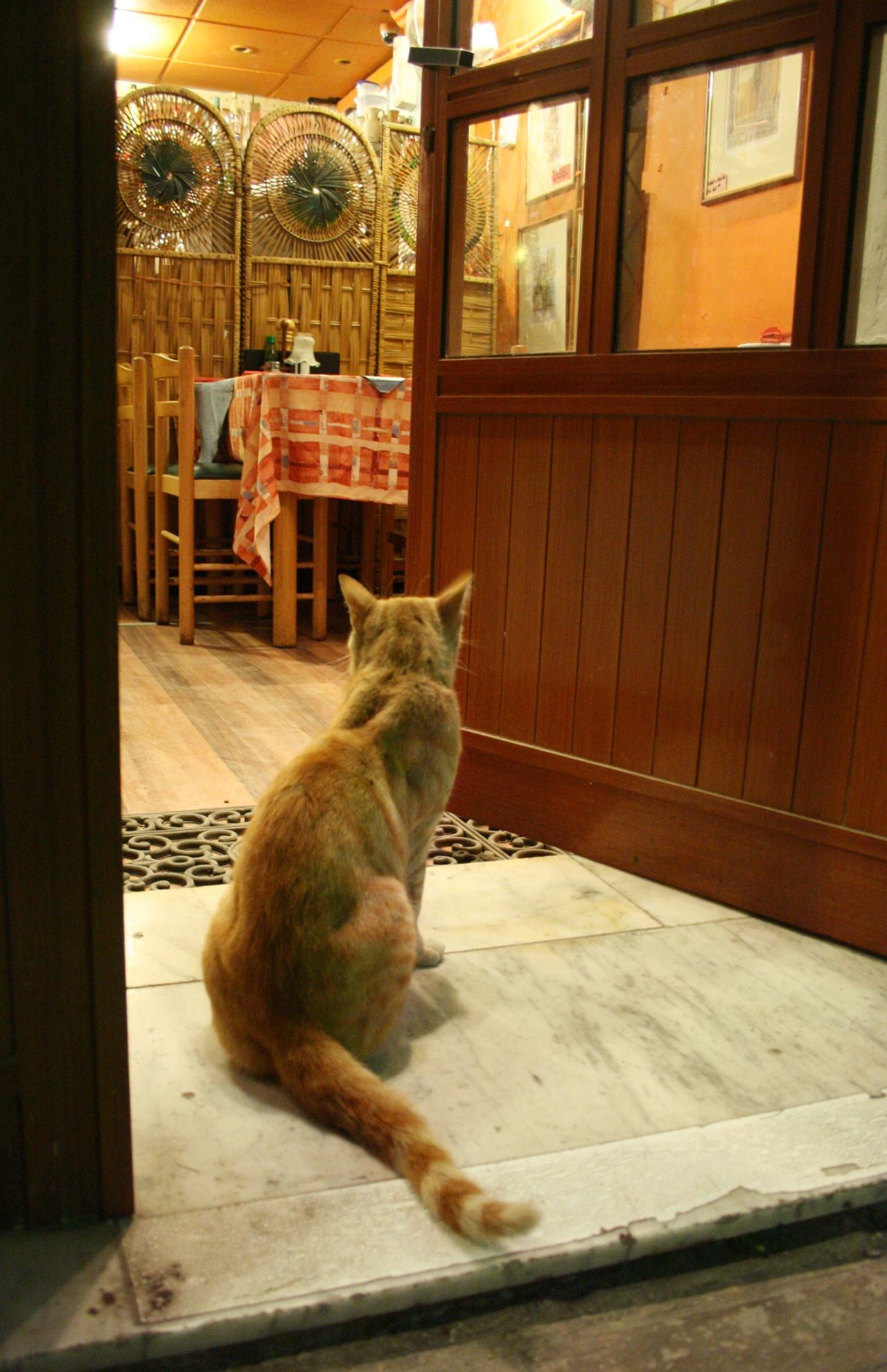 ヴァレッタのレストランの入り口に座り込んでいた茶トラ猫　写真／白石あづさ