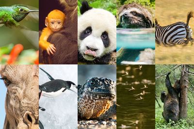 驚きの連発！ パンダ、キリン、ペンギン…動物たちの知られざる意外なトリビア10選