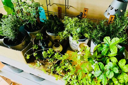 DIYも取り入れつつ楽しむガーデニング。心癒される植物を少しずつ増やしていきます
