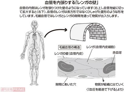 血管を内張りする「レンガの壁」
