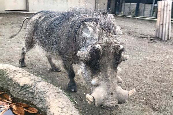 旭川市旭山動物園