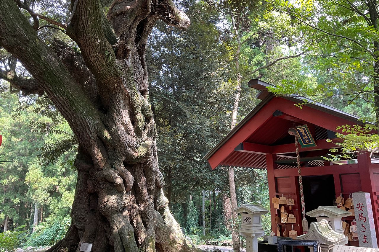 大杉神社 境内 勝馬神社【茨城県】