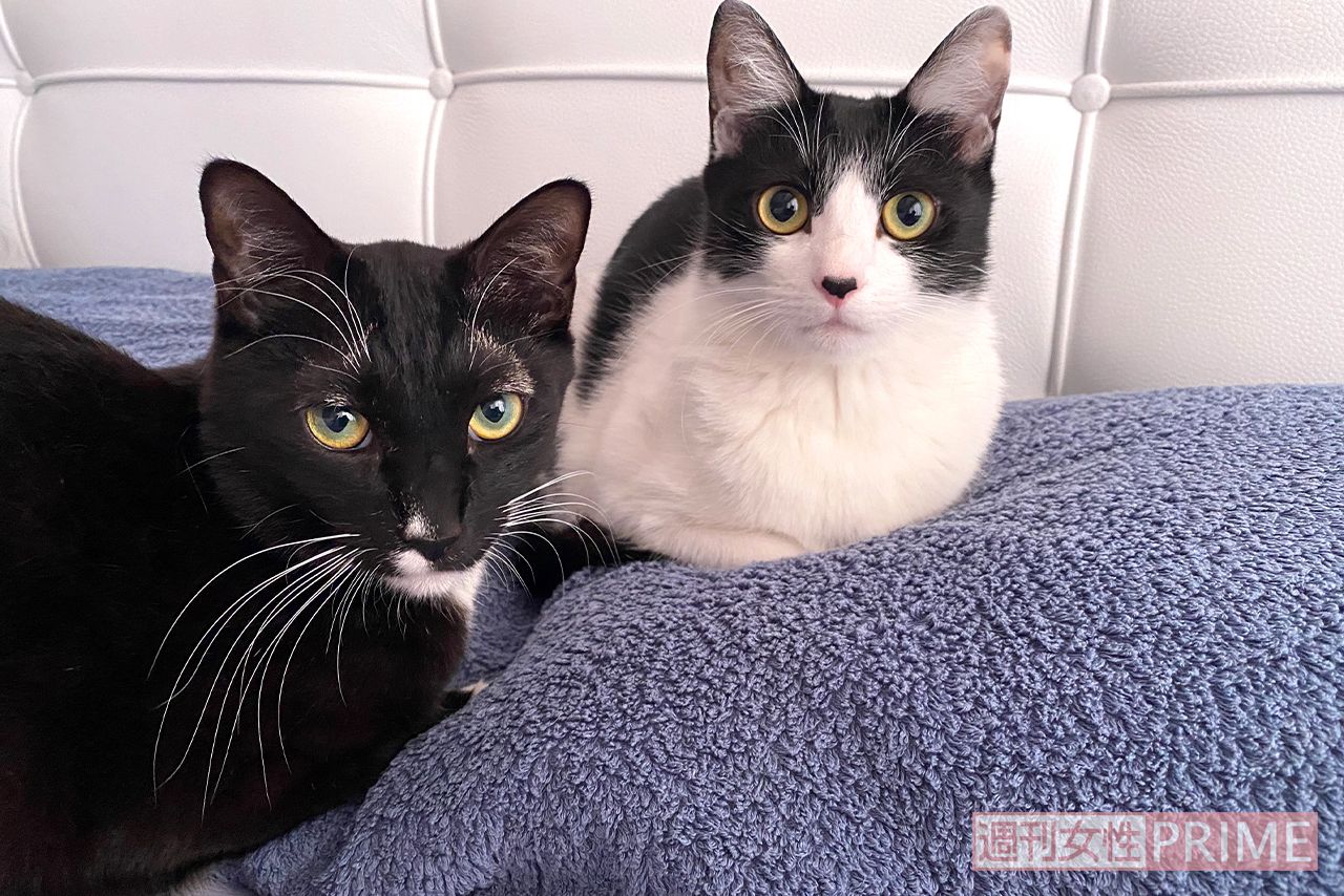 美しい白黒姉弟。右の姉・オレオは藤の夫と、左の弟・マルは藤と相思相愛だ