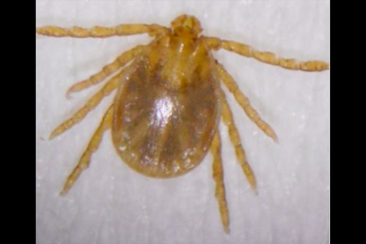 国内にいる主なマダニであるフタトゲチマダニ