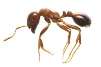 強毒「ヒアリ」の一撃と忘れちゃいけない殺人虫「マダニ」の恐怖