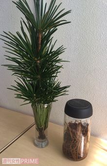 コウヤマキは、仏花として使われる。葉を細かく刻んだものにホワイトリカーを入れてエキスを抽出