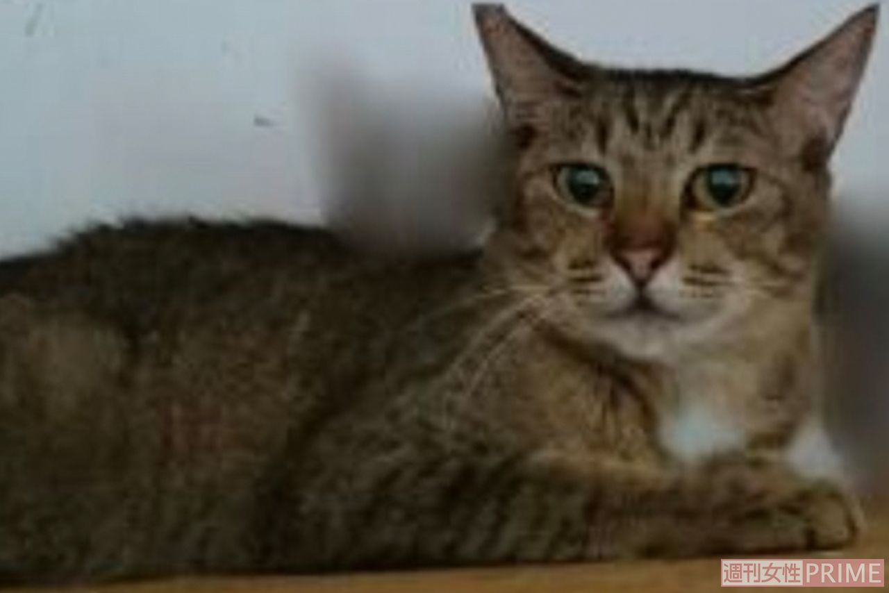 細川弁護士らが勝訴した裁判の行方不明になった猫7匹のうち2匹。被告の20代の男は「ボランティアが里親に出した」などと言い続け、猫は戻らなかった（細川弁護士提供）