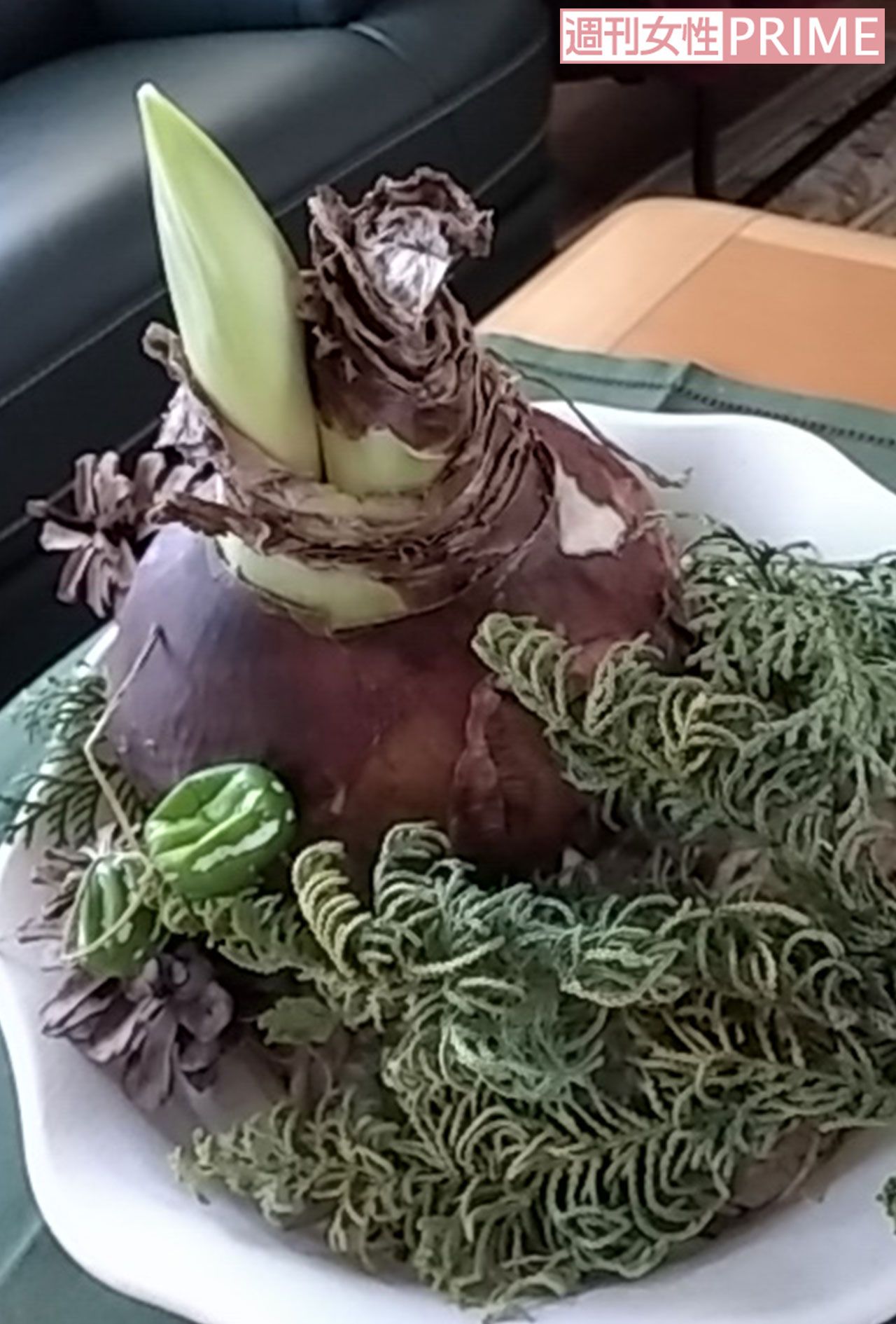 浜木綿子さんが自宅で見守っているアマリリスの球根（2025年12月、本人撮影）