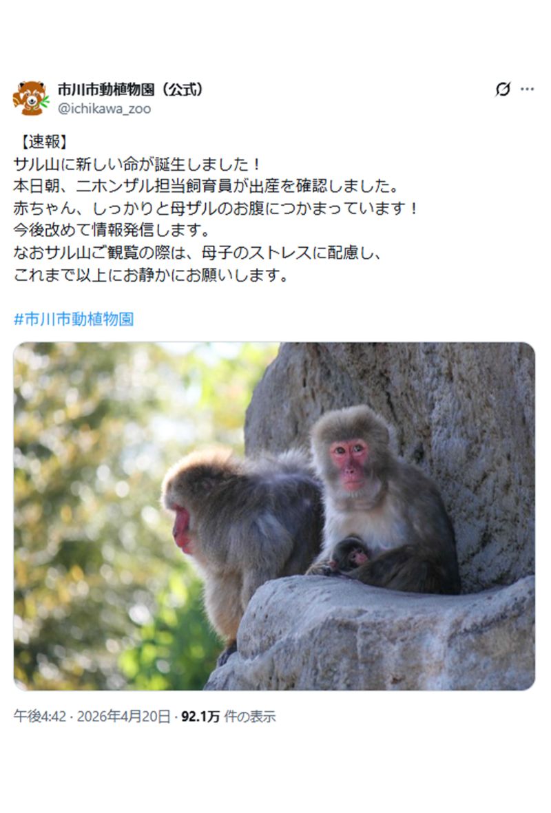 新しい赤ちゃんザルの誕生を報告（市川市動植物園公式Xより）
