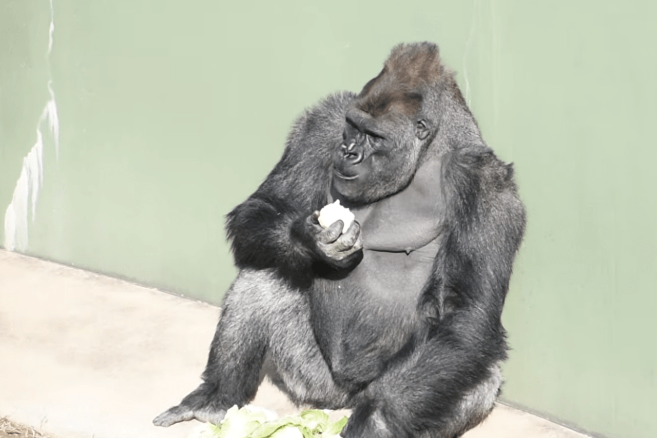 シャバー二を父に持つ東山動物園のキヨマサ（公式YouTubeより）