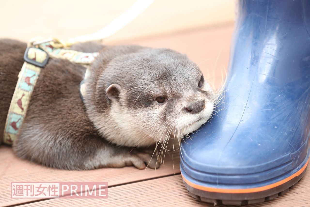 サンシャイン水族館のカワウソ・やまと　撮影／吉岡竜紀