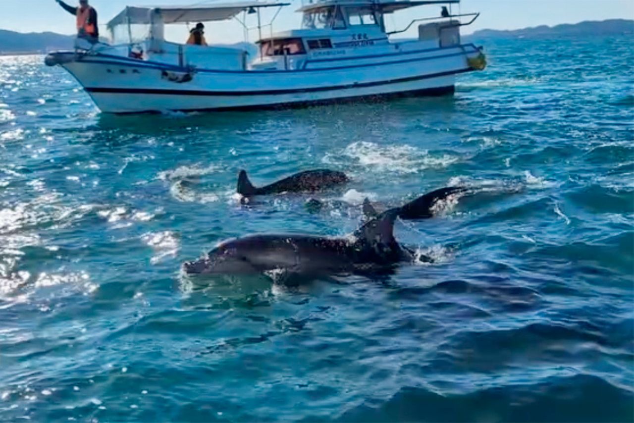 一年を通じて野生のミナミハンドウイルカの群れに出会える。イルカウォッチングの料金は、大人3000円+環境保護費500円