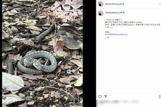 木村拓哉と工藤静香が同じタイミングで投稿した「ヘビの赤ちゃん」（木村のインスタグラムより）
