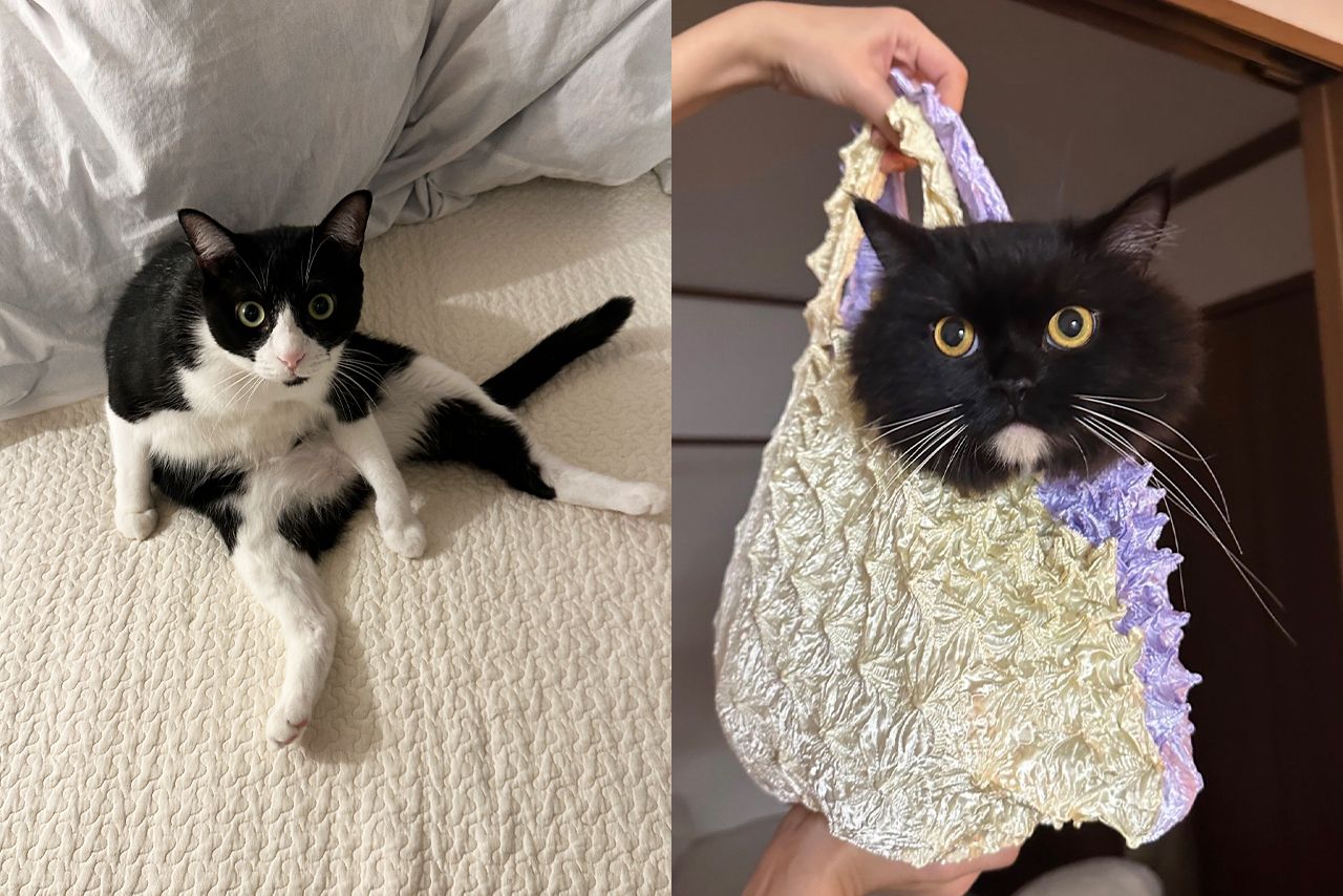 癒しの『猫ぐすり』　画像／飼い主提供