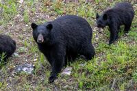 《クマ騒動は収束？》年明けに出没が激減も、専門家が警告「今年は西日本が多くなる」春以降に再接近か