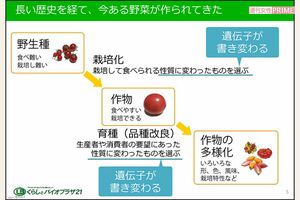野生種と品種改良育種の違い（提供／くらしとバイオプラザ21）