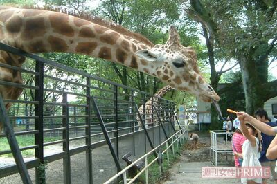 ハツカ・29歳・オス