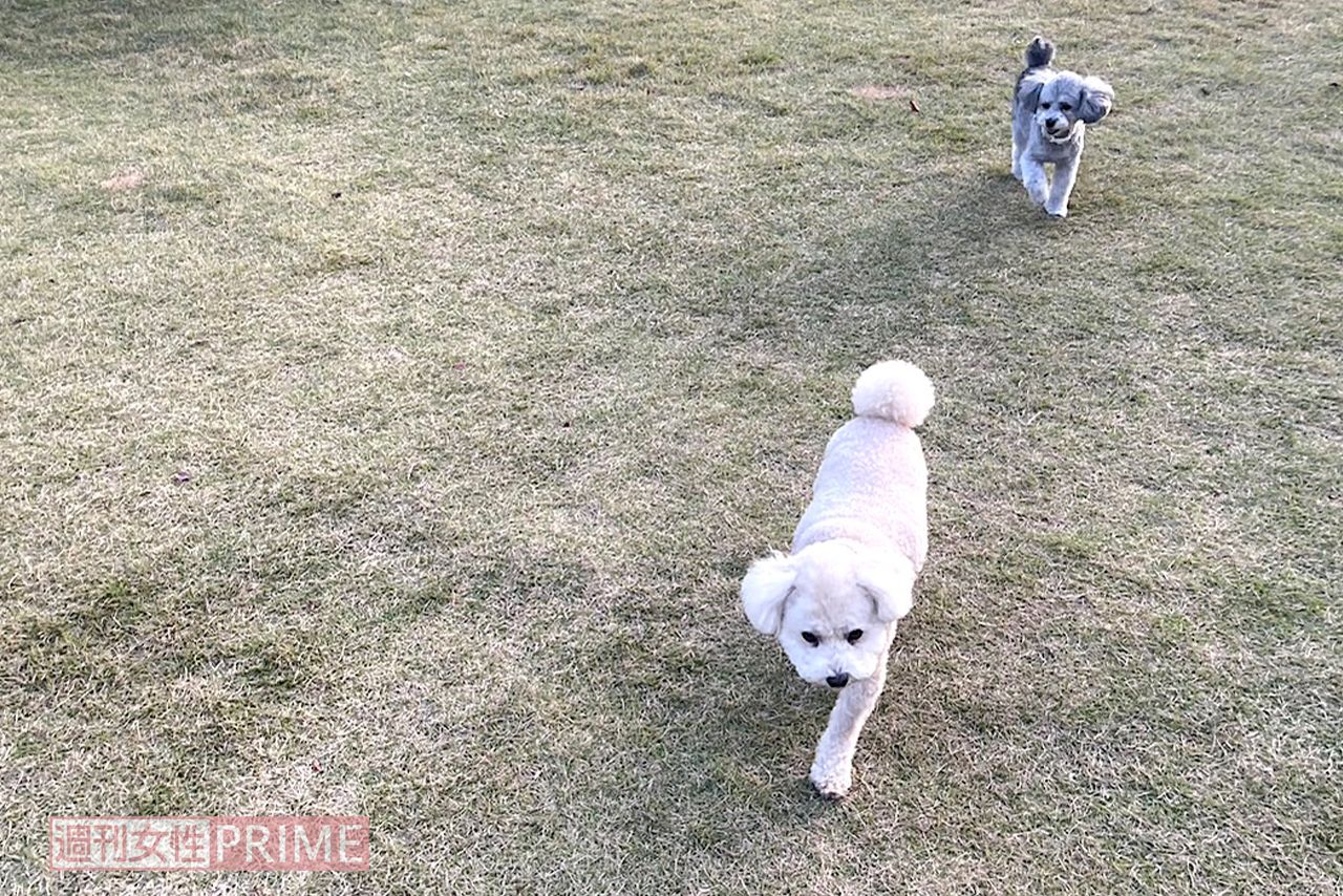 広々ドッグランで大はしゃぎ。たくさん遊べてよかった!